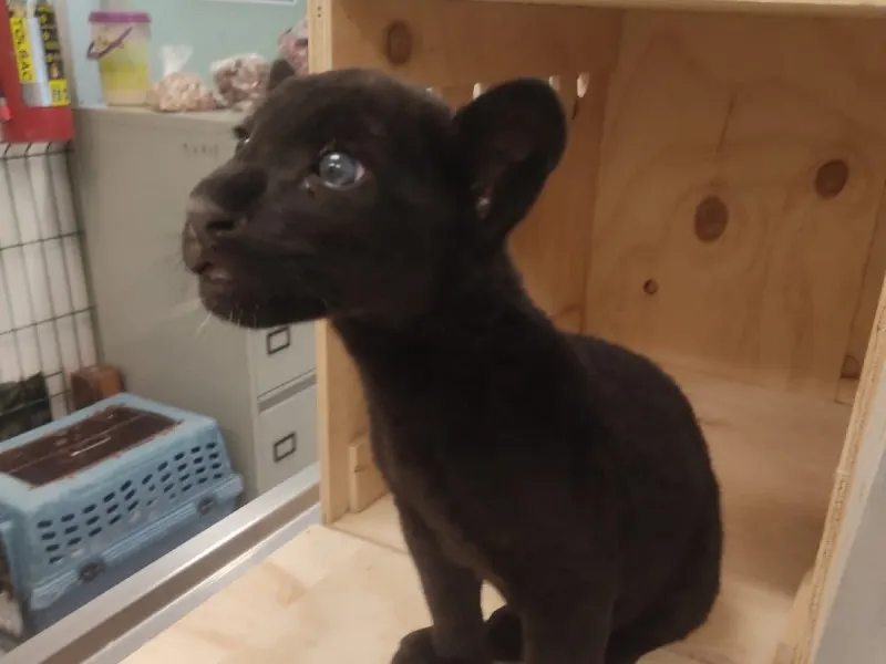 Aseguran en Mérida un cachorro de jaguar