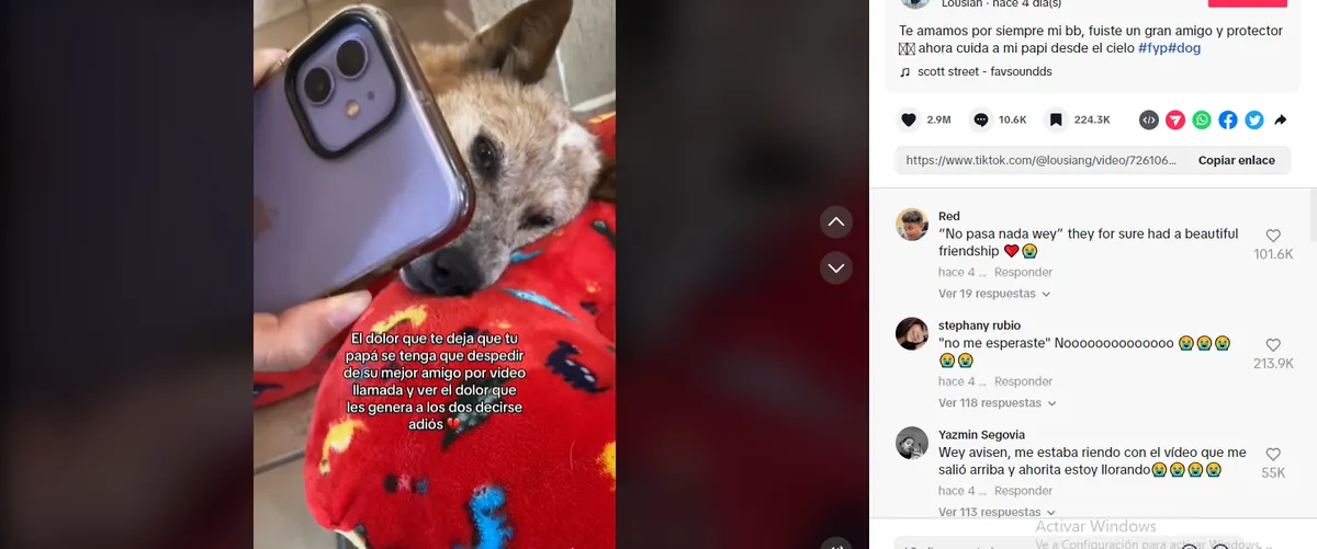 Perrito de TikTok