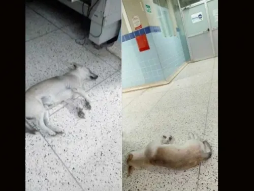 Siempre a tu lado, ‘Chato’ lleva un mes esperando a su amo