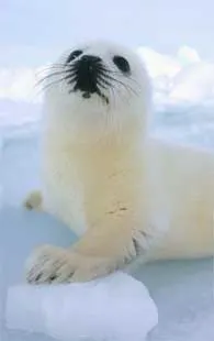 Crece el número de focas muertas por falta de hielo