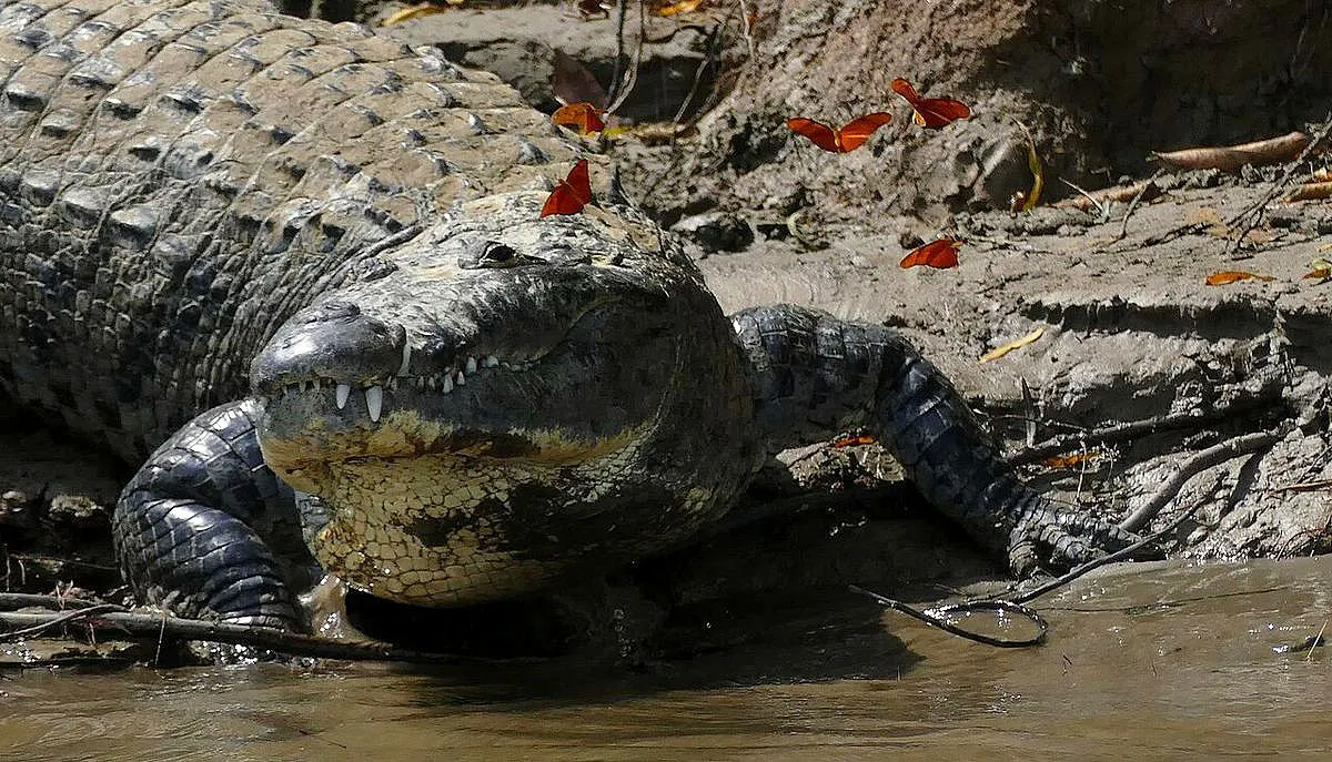 Crocodylus Moreletii