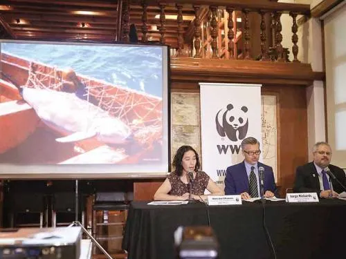 México creará santuario para salvar de la extinción a la vaquita marina