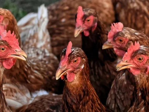 Hombre compra por error mil gallinas; pagó solo un dólar
