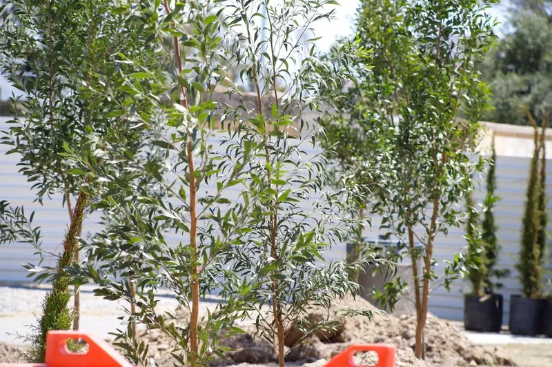 gob-pue-plantacion-arboles-cinturon-verde