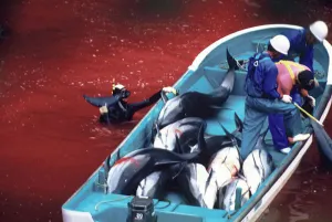 VIDEO: Realizan brutal matanza contra delfines en Japón por tradición