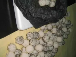 Rescatan 102 huevos de tortuga golfina en Colima