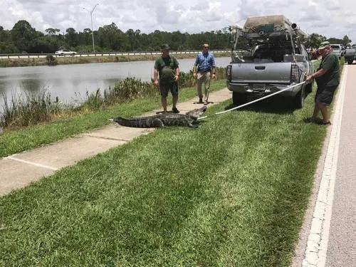 Caimán ataca a indigente que tomaba baño en estanque