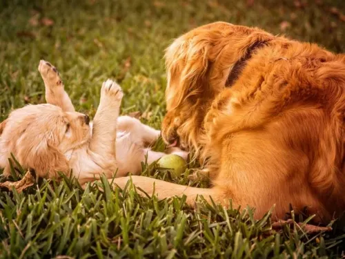 Empresa ofrece más de 750 mil pesos por cuidar dos Golden Retrievers