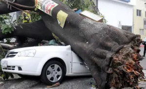 Caos en CDMX por 230 árboles caídos y vientos de 70 km/h