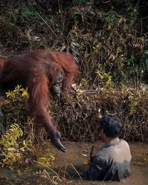 Viralizan imagen de orangután ofreciendo ayuda a hombre en peligro