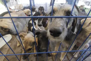Siete de cada 10 perros comprados en veterinarias son abandonados en las calles
