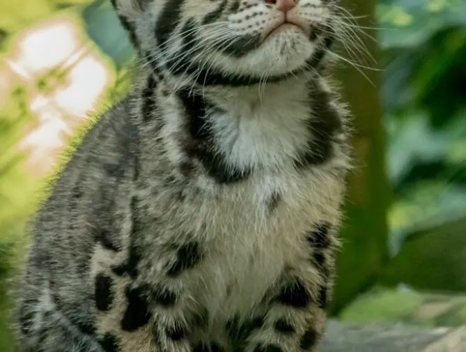 Leopardo Nublado