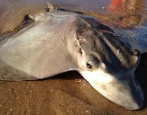 Encuentran cientos de mantarrayas muertas en Chachalacas, Veracruz