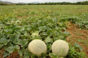 Valor de exportaciones agrícolas alcanzaría 30 mmdd: Sagarpa