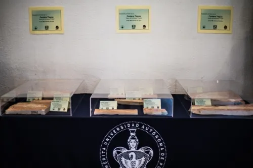 Alberga la BUAP su primera colección de fósiles de la región de Tlayúa