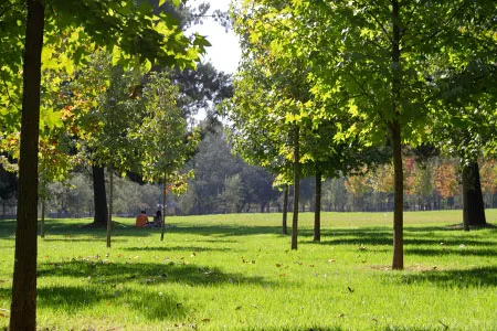 Implan buscará terminar con déficit de áreas verdes en la capital