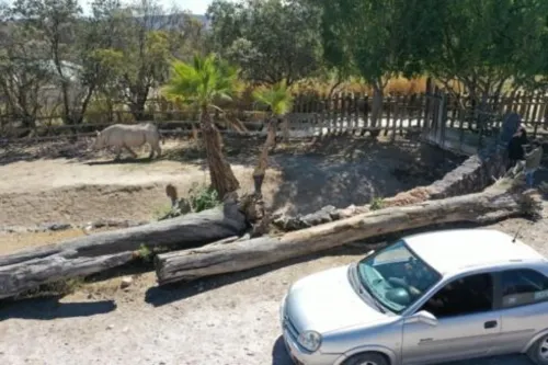 Africam Safari se mantendrá abierto, pero reforzará medidas ante Covid-19