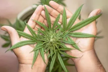 Uber Eats permitirá a usuarios pedir cannabis