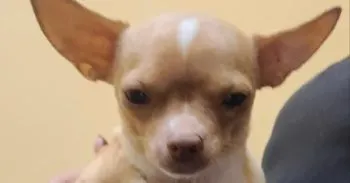 Arrestan a peluquero de perros por operar a una perrita sin ser veterinario
