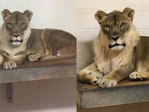¿Por qué a esta leona le ha crecido la melena?