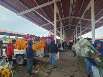 Ariadna Ayala promueve la economía local con la venta de flor de temporada en Atlixco