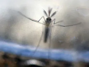 Obama pedirá al Congreso mil 800 MDD para combatir zika