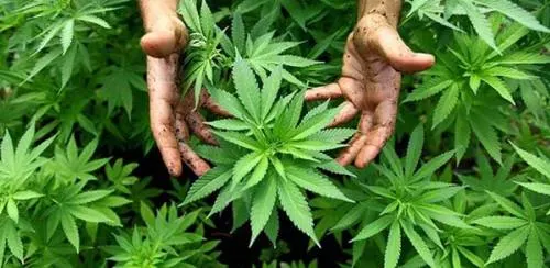Puebla y la legalización de la mariguana