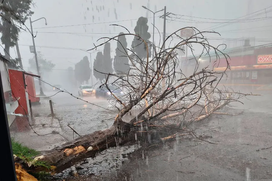 Arbol Caido Bosques De San Sebastian