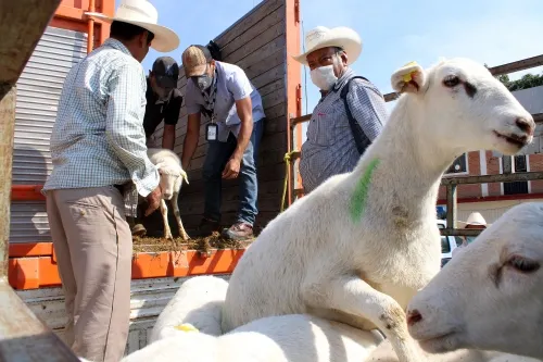 Mantendrá SDR entregas para campo poblano en 2021