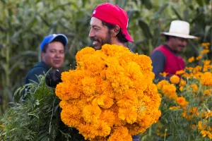 Se comercializarán 15 mil toneladas de productos de Día de Muertos en la Central de Abastos