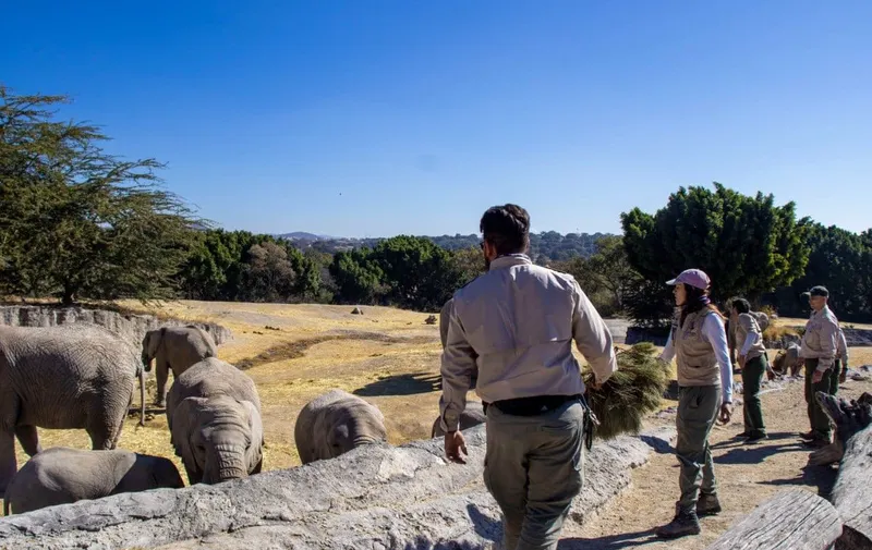 ayto-pue-verde-navidad-africam-safari