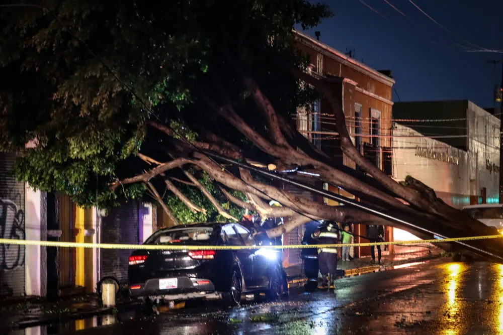 Retiro de árbol caído por la lluvia en la 11 Poniente