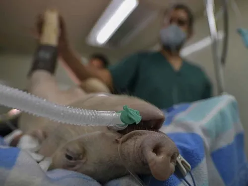 N-14, el cerdito que prueba respiradores para enfermos de covid