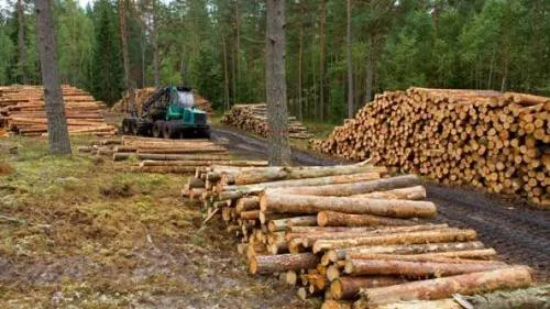 Puebla logró incrementar a más 30 mil metros cúbicos la producción forestal: Semarnat