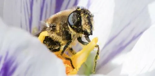 Una patente de la empresa Walmart busca desarrollar abejas robóticas