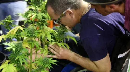 Legalización de marihuana requiere de escuchar opinión de expertos