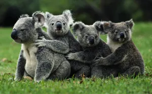 Koalas, en potencial peligro de extinciónx
