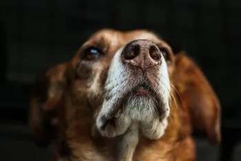 Día Mundial del Perro