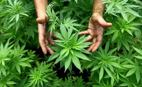 Unión de Padres de Familia rechazan legalización de marihuana
