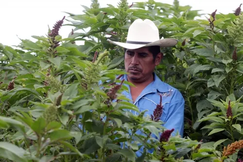 Reconoce SDR trabajo de productores agrícolas para recuperación del campo poblano