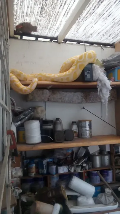 Bomberos de la SSP Estatal capturaron a una serpiente pitón alojada en un domicilio