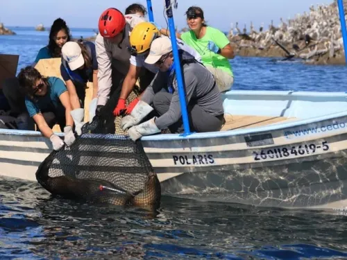 Rescatan a 5 lobos marinos en el Golfo de California