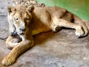Hallan cautivos a leona, cocodrilo y tarántula en casa de Ecatepec