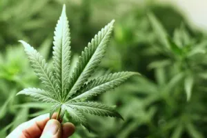 Senado recibe iniciativa del Ejecutivo sobre uso medicinal de mariguana