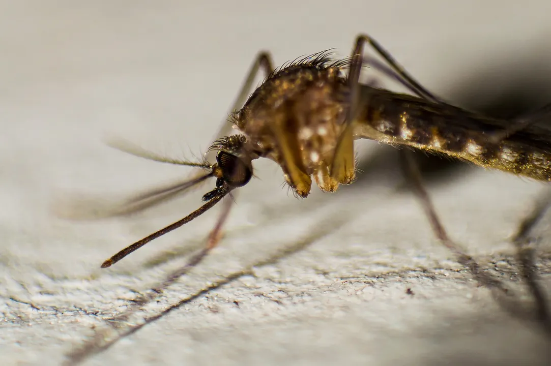 Dengue