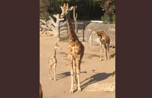 Buscan nombre para jirafa nacida en Chapultepec.. ¡Participa!