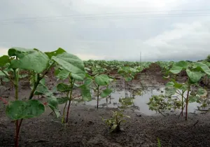 Lluvias han dañado 300 hectáreas de cultivo