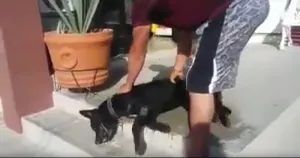 Policía de Oaxaca envenena a 24 perros para “limpiar” las calle y realizar una fiesta patronal