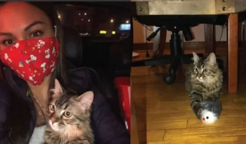 Lee, el gato peruano que salvó de la eutanasia en Bélgica, ya se encuentra en Perú
