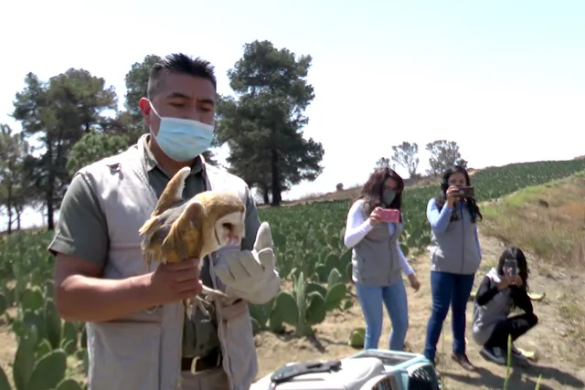En seis años de trabajo, Uma Konkon de la BUAP reintegra a su hábitat a casi 50 aves